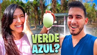 HUEVO VERDE o AZUL? 😱 Reacción de Harolin al Primer Huevo de su Gallina 🥹 Sandra Cires Vlog