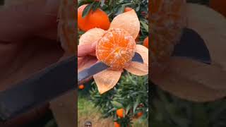 সাধারণ ফল #fruit #carvingfruit #satisfying #fruitcutting #fruitcarvingorange #fruitcarving