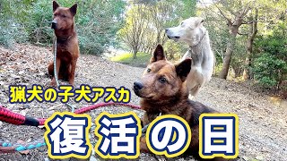 猟犬の子犬アスカ　骨折からの復帰戦のお知らせ！