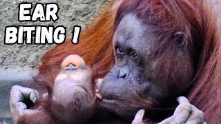 Orangutan Mom Nibbles Her Baby's Ear Heartwarming