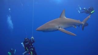 Sharks in the Northwestern Hawaiian Islands