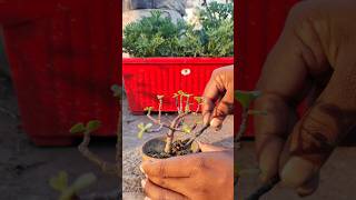 Mini jade plant#youtubeshorts#gardening#shortsvideo#plants#viralshorts#terracegardning#trending