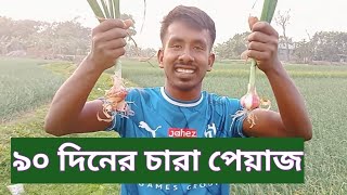 ৯০ দিনের চারা বা হালি পেয়াজ-২৩২