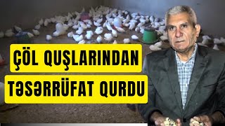 Bildirçin Təsərrüfatı: Azərbaycanda İnkubatorda Yetişən bu Quşun və Yumurtasının Faydaları