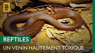 Le serpent australien, hautement toxique pour les animaux à sang chaud