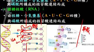 10602高一基礎生物1 2 16核酸的簡介(趕課刪減版)一禮