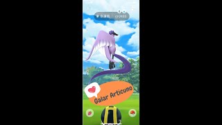 《Pokemon GO散步小薰香 ! 》 野生遭遇伽勒爾急凍鳥 Galar Articuno😍