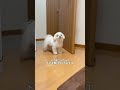 【マルチーズ】飼い主の部屋に遊びに誘いにくる犬