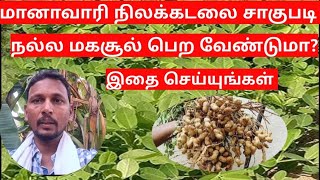 மானாவாரி நிலக்கடலை சாகுபடி A To Zதகவல்|Dryland Cultivation in tamilnadu|verkadalai sagupadi in tamil