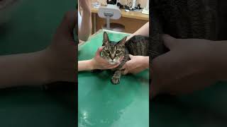 #猫#動物病院#甲状腺機能亢進症