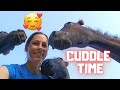 To the horse clinic. Rising Star⭐ outside at night. 3B cuddle time | Friesian Horses