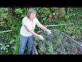 picking kale for continuous harvest