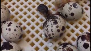 The moment the quail eggs bought at the supermarket hatch