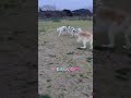 short 大型犬 超大型犬 ボルゾイパピー ボルゾイ5ヶ月 兄弟犬 ぱぴぷぺpop