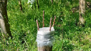 Grafting of fruit trees (Changing the apricot variety on an already grafted apricot seedling)