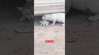 Big cat attack kitten, #shorts #viral #shortvideo #mealforum