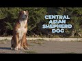 Central Asian Shepherd Dog Breed Information and Characteristics [4k Video]