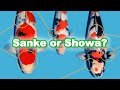 Sanke and Showa Koi: How can you determine the difference? [KOI GUIDE]