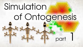 From One Cell to a Multicellular Organism. Part 1.