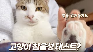 요즘 유행하는 금쪽이 고양이의 참을성 테스트 결과는??