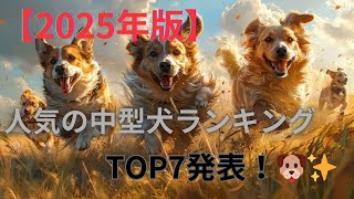 【2025年版】人気の中型犬ランキングTOP7発表！🐶✨あなたにピッタリの犬種は？