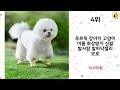 2024년 하반기 쇼핑남이 추천하는 애견신발 top 10