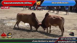 #สนามชนโคบ้านเสาธง โคแดงงามพันธ์พยัคฆ์วันมีชัย (ไอ้สี่เซียน) 🆚โคลังสาดใจเย็นจอมลีลา