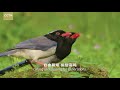 cgtn nature wuyi mountains series episode 7 paradise of birds