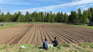 Выходные | село Дабан | Якутия | ПОСАДКА КАРТОФЕЛЯ | Июнь 2023 год