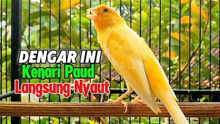 Pancingan Suara Burung Kenari Gacor Ampuh Rangsang Kenari Cepat Bunyi