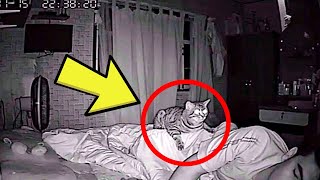 Cat Won’t Stop Staring At Dad All Night, Dad Checks Video And Realizes Why