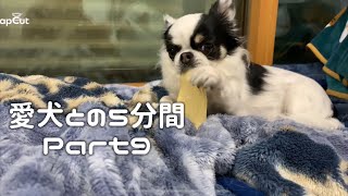 愛犬との5分間　Part9 【愛犬】【チワワ】【dog】