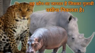 कौनसे जानवर के गुलाबी पसीना निकलता है || Which animal produces pink sweat? || #shorts