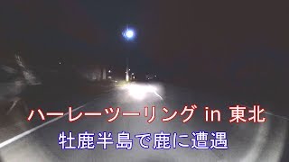 2017.10.14 牡鹿半島ツーリング中に鹿と遭遇