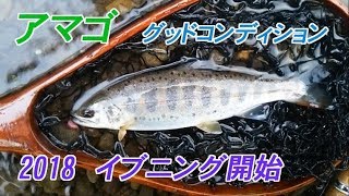 ev07 ： 2018　イブニング開始！　魚たち、コンディション良し！　‐　八ヶ岳南麓ＦＦ紀行　2018.5.18