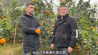 老板来收沃柑，阿龙叫我来果园商量，听听他怎么说