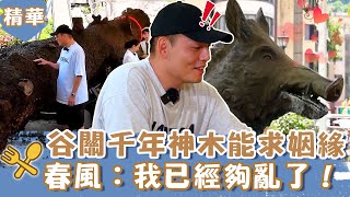 谷關千年神木能求姻緣？春風驚喊：我已經夠亂了！林美秀發願1事來這辦桌？【#一起吃飯吧】20231102  EP10 PART1｜台中🍚｜林美秀 黃豪平 春風