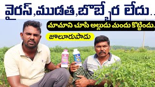 నా మిరప తోటలో వైరస్,నల్ల తామర పురుగు లేదు | Veera-Dheera Virus Control In Mirchi | Shiva Agri Clinic