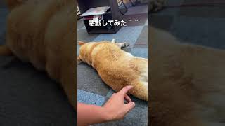 寝ている柴犬ちゃんにいじわるしてみた