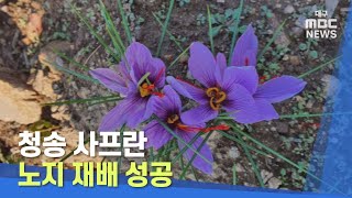 [대구MBC뉴스] 청송 사프란 노지 재배 성공