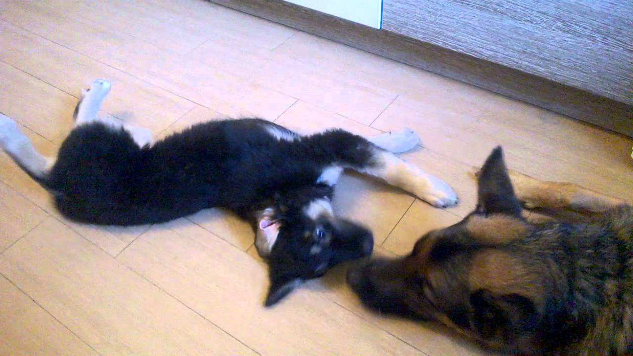 Wp 20150726 008 Youtube