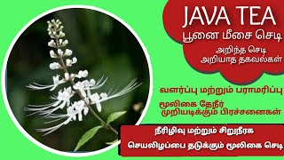 சிறுநீரக செயலிழப்பை தடுக்கும் பூனை மீசை செடி  /JAVA TEA/ KIDNEY TEA/சீரக துளசி