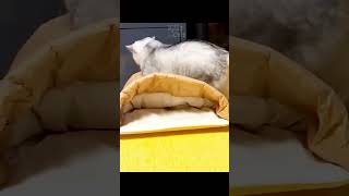 cute and funny cats and kittens | Part 156 #short #shorts