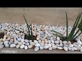 how sea stone looking inside flower garden pebbles stone building in ghana