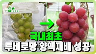 국내최초 루비로망 양액재배 성공!ㅣ한송이 6만원 포도ㅣ색을 낼 수 있던 비결