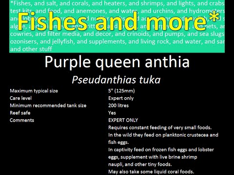 Purple queen anthia (Pseudanthias tuka) Purple queen anthia (Pseudanthias tuka)