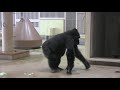 シャバーニ家族 729 shabani family gorilla