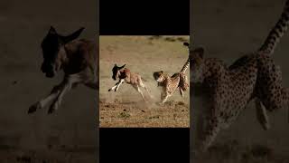 cheetah hunting a wild beast #cheetah #ytshorts  #nature #animalworld4k #wildlife #shorts