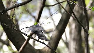 [4K] 野鳥：ツミ 雌／雑木林の細い枝に