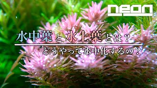 【水中葉と水上葉とは？】植物の神秘！水草の水中と水上の暮らし【 ne0n 】 #アクアリウム